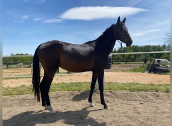 Akhal-Teke, Hengst, 4 Jaar, 160 cm, Donkerbruin