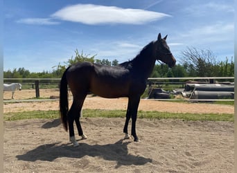 Akhal-Teke, Hengst, 4 Jaar, 160 cm, Donkerbruin