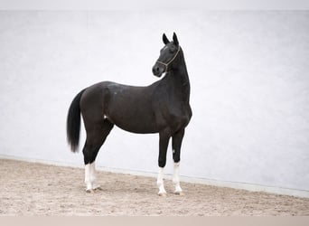 Akhal-Teke, Hengst, 4 Jaar, 161 cm, Zwart