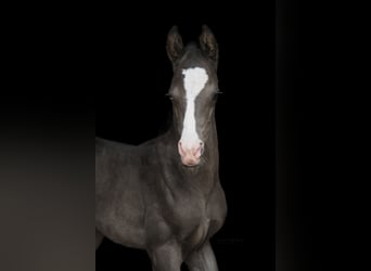 Akhal-Teke, Hengst, 4 Jaar, 162 cm, Zwart