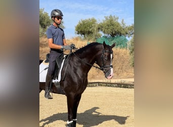 Akhal-Teke, Hengst, 4 Jaar, 162 cm, Zwart