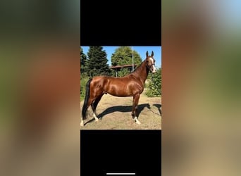 Akhal-Teke, Hengst, 7 Jaar, 163 cm, Roodbruin