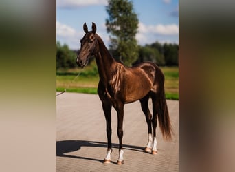 Akhal-Teke, Hengst, 7 Jaar, Donkerbruin