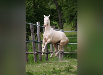 Akhal-Teke, Hengst, 8 Jaar, 155 cm, Perlino