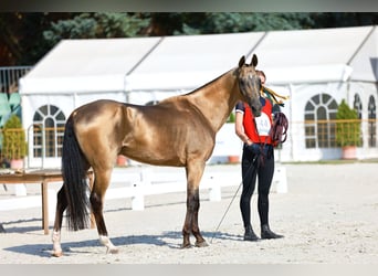 Akhal-Teke, Hengst, 8 Jaar, Buckskin