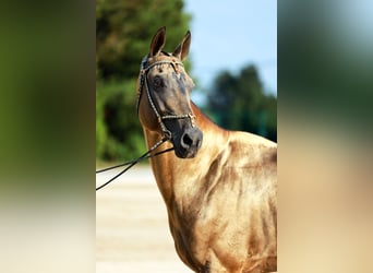 Akhal-Teke, Hengst, 8 Jaar, Buckskin