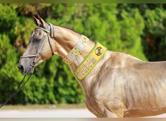 Akhal-Teke, Hengst, 8 Jaar, Buckskin