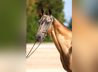 Akhal-Teke, Hengst, 8 Jaar, Buckskin