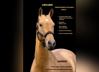 Akhal-Teke, Hengst, 6 Jaar, 171 cm, Buckskin