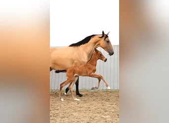 Akhal-Teke, Hengst, veulen (04/2024), Brauner