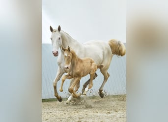 Akhal-Teke, Hingst, 2 år, Black