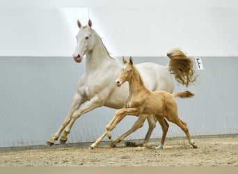 Akhal-Teke, Hingst, 2 år, Svart