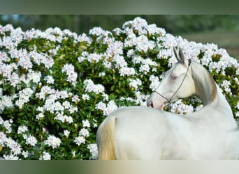Akhal-Teke, Hingst, 2 år, Svart