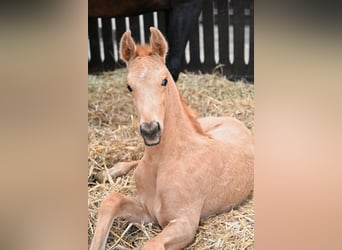 Akhal-Teke, Hingst, Föl (02/2024), Cremello