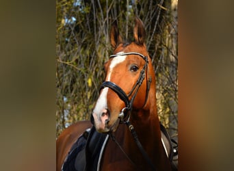 Akhal-Teke, Hongre, 16 Ans, 165 cm, Bai clair