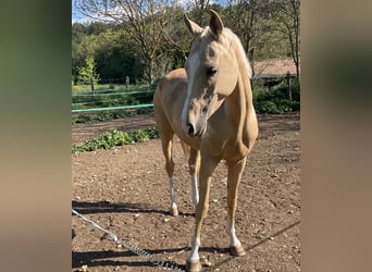Akhal-Teke, Hongre, 4 Ans, 160 cm