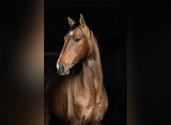 Akhal-Teke, Hongre, 4 Ans, 161 cm, Bai