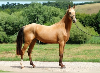 Akhal-Teke, Hongre, 4 Ans, 162 cm, Buckskin