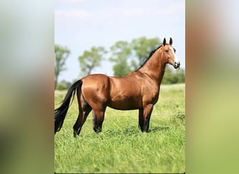 Akhal-Teke, Hongre, 4 Ans, 165 cm, Bai