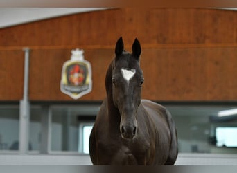 Akhal-Teke, Hongre, 4 Ans, Noir