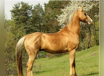 Akhal-Teke, Hongre, 5 Ans, 164 cm, Bai brun