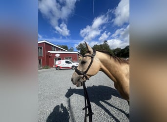 Akhal-Teke, Hongre, 7 Ans, 156 cm