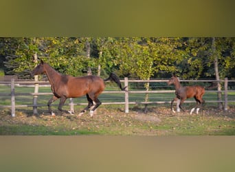 Akhal-Teke, Jument, 12 Ans, 159 cm, Bai