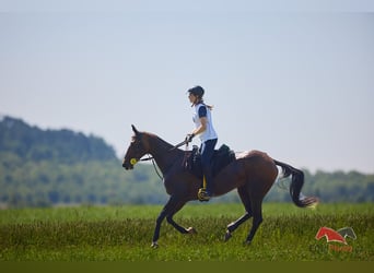 Akhal-Teke, Jument, 12 Ans, 159 cm, Bai