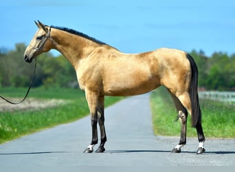 Akhal-Teke, Jument, 15 Ans, 166 cm, Buckskin