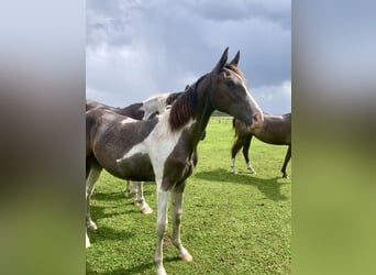 Akhal-Teke Croisé, Jument, 1 Année, 150 cm, Pinto