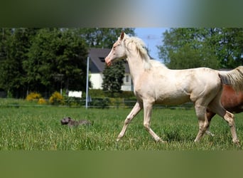 Akhal-Teke, Jument, 1 Année, 158 cm, Cremello