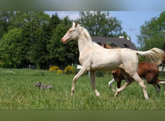 Akhal-Teke, Jument, 1 Année, 158 cm, Cremello