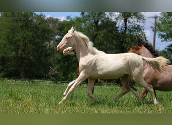 Akhal-Teke, Jument, 1 Année, 158 cm, Cremello