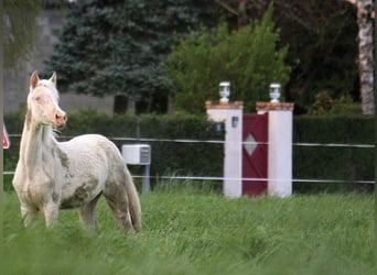 Akhal-Teke, Jument, 1 Année, 158 cm, Cremello