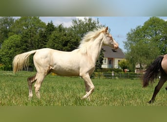 Akhal-Teke, Jument, 1 Année, 158 cm, Cremello