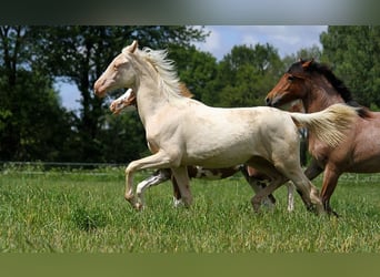 Akhal-Teke, Jument, 1 Année, 158 cm, Cremello