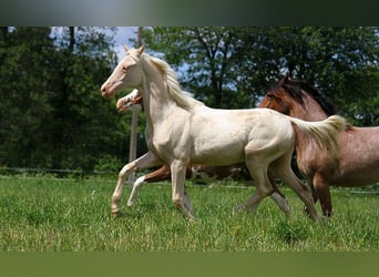 Akhal-Teke, Jument, 1 Année, 158 cm, Cremello