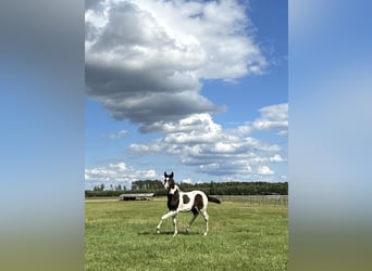 Akhal-Teke Croisé, Jument, 1 Année, Pinto