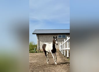 Akhal-Teke Croisé, Jument, 1 Année, Pinto