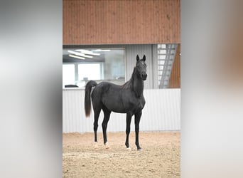 Akhal-Teke Croisé, Jument, 2 Ans, 156 cm, Noir