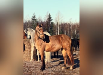 Akhal-Teke, Jument, 3 Ans, 154 cm, Isabelle