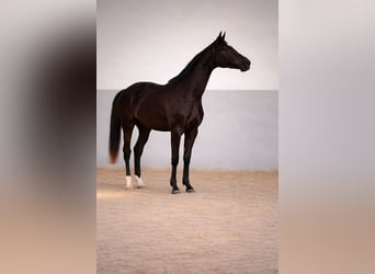 Akhal-Teke Croisé, Jument, 3 Ans, 168 cm, Bai