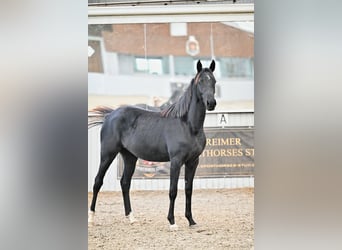 Akhal-Teke Croisé, Jument, 4 Ans, 158 cm, Noir