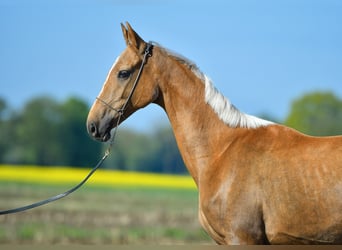 Akhal-Teke, Jument, 4 Ans, 160 cm, Palomino