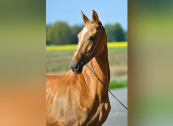 Akhal-Teke, Jument, 4 Ans, 160 cm, Palomino