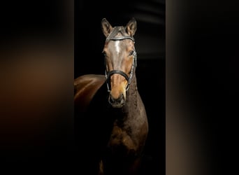 Akhal-Teke, Jument, 4 Ans, 162 cm, Bai