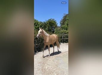 Akhal-Teke, Jument, 4 Ans, 162 cm, Palomino