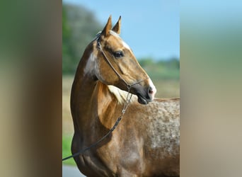 Akhal-Teke, Jument, 5 Ans, 157 cm, Palomino