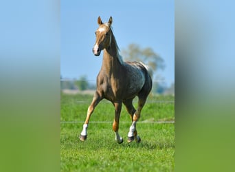 Akhal-Teke, Jument, 5 Ans, 157 cm, Palomino