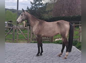 Akhal-Teke, Jument, 5 Ans, 161 cm, Buckskin